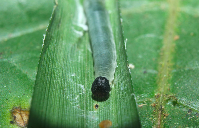 Fig.11. Larva de <i>Justinia norda</i></i>. Mostrando cabeza de frente. 11mm  de longitud, en tercer estadio. Voucher : 16-SRNP-70603-DHJ732787.jpg.