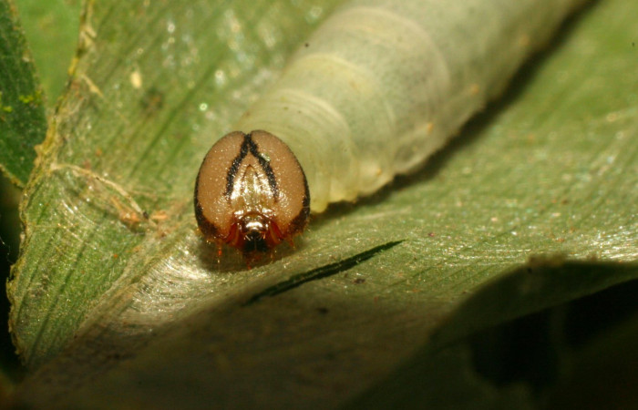 Fig.12. Larva de <i>Justinia norda</i></i>. Mostrando cabeza de frente. 24mm  de longitud, último estadio. Voucher : 11-SRNP-33298-DHJ484737.jpg.