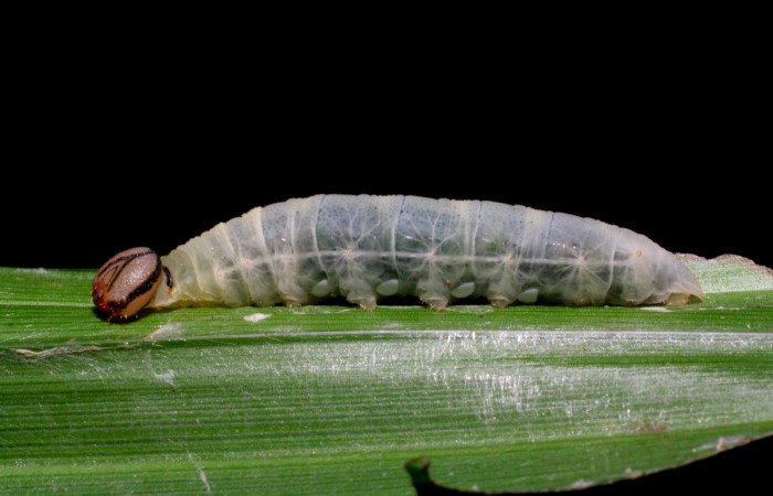 Fig.13. Larva de <i>Justinia norda</i></i>. 23mm de longitud. Voucher : 06-SRNP-20998-DHJ411752.jpg.
