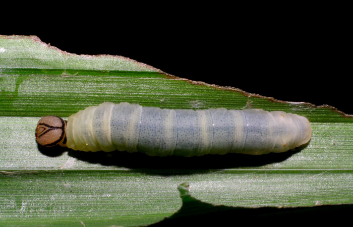 Fig.14. Larva de <i>Justinia norda</i></i>. 23mm de longitud. Voucher : 06-SRNP-20998-DHJ411753.jpg.