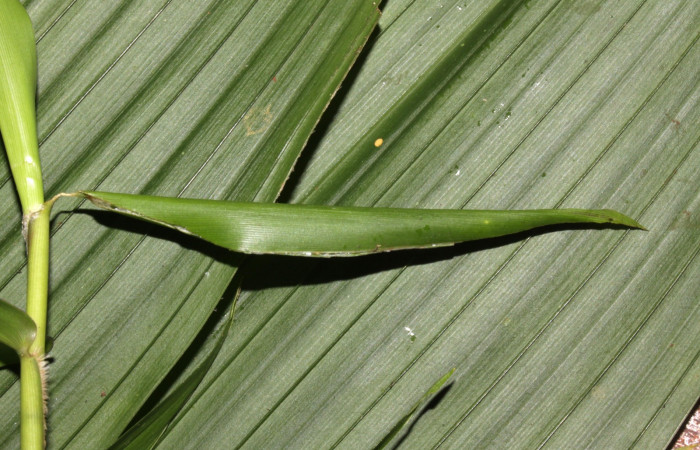 Fig.15. Capullo de pupa de <i>Justinia norda</i></i>. Voucher : 15-SRNP-31417-DHJ728347.jpg.