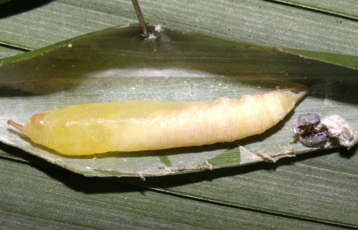 Fig.16. Pupa de <i>Justinia norda</i></i>. 22mm  de longitud vista dorsal último estadio. Voucher : 15-SRNP-31417-DHJ728349.jpg.