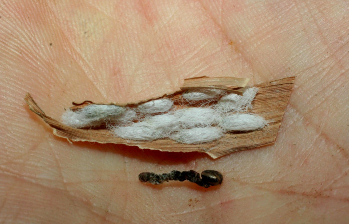 Fig.17. Capullos de parásito de la familia (Braconidae), en larva <i>Justinia norda</i></i>. Voucher : 08-SRNP-16552-DHJ462239.jpg.