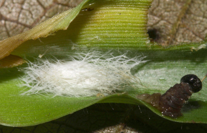 Fig.18.Capullo de parásito de la familia (Braconidae), en larva de <i>Justinia norda</i></i>. Voucher : 15-SRNP-32133-DHJ729027.jpg.