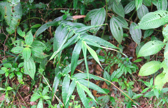 Fig.19. Plantas hospedera de <i>Justinia norda</i></i>, <i>Lasiacis procerrima</i></i> (Poaceae).
