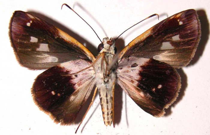 Fig.2. Adulto de <i>Justinia norda</i></i>. Vista ventral. Voucher : 03-SRNP-5581-DHJ36709.jpg.