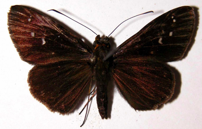 Fig.3. Adulto de <i>Justinia</i></i> Burns01. Vista dorsal. Voucher : 04-SRNP-30338-DHJ39752.jpg.