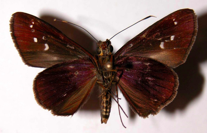 Fig.4. Adulto de <i>Justinia</i></i> Burns01. Vista ventral. Voucher : 04-SRNP-30338-DHJ39753.jpg.