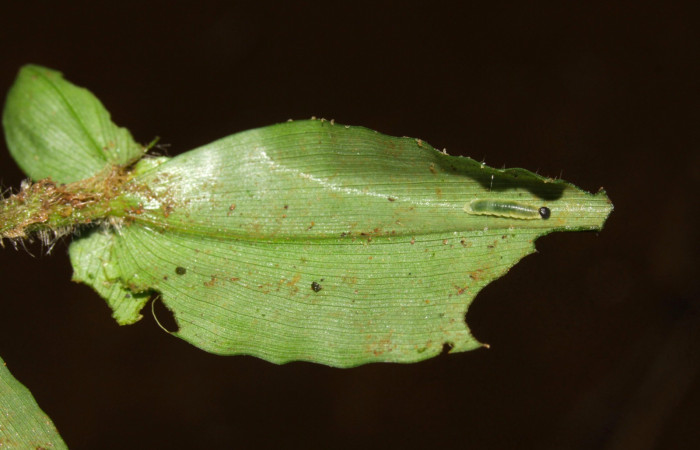 Fig.5. Larva de <i>Justinia norda</i></i>. 6 mm de longitud. Voucher : 16-SRNP-30354-DHJ729364.jpg.