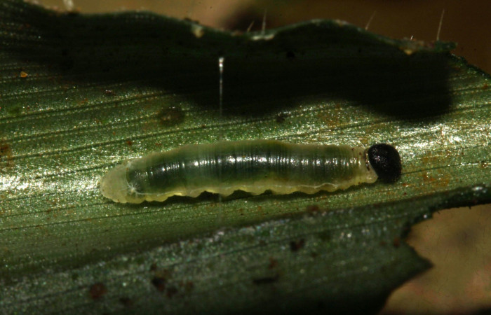 Fig.6. Larva de <i>Justinia norda</i></i>. 6 mm de longitud. Voucher : 16-SRNP-30354-DHJ729365.jpg.