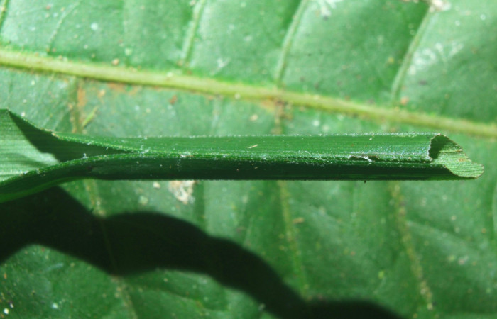 Fig.7. Casa de <i>Justinia norda</i></i>. 11mm  de longitud. Voucher : 16-SRNP-70603-DHJ732782.jpg.
