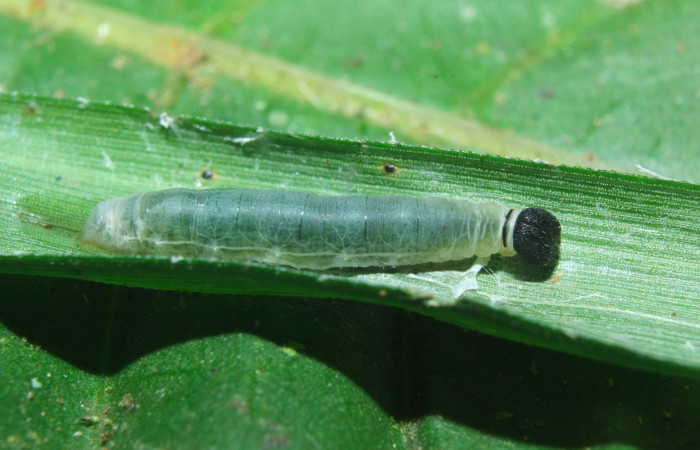 Fig.8. Larva de <i>Justinia norda</i></i>. 11mm  de longitud. Voucher : 16-SRNP-70603-DHJ732785.jpg