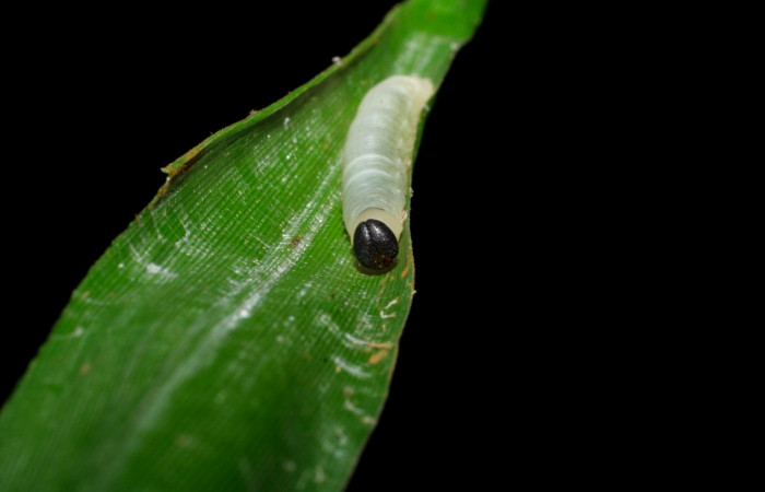Fig.9. Larva de <i>Justinia norda</i></i>. 15mm  de longitud. Voucher : 05-SRNP-70531-DHJ420728.jpg.