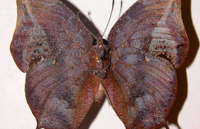 Figura 2. Adulto <i>Memphis forreri</i></i> (Nymphalidae). Vista ventral, envergadura alar de macho 52 mm. Voucher: 00-SRNP-2119-DHJ33789.jpg.