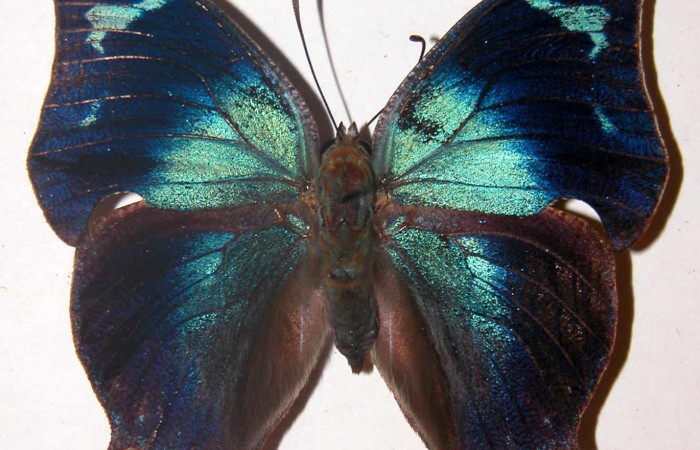 Figura 1. Adulto <i>Memphis forreri</i></i> (Nymphalidae). Vista dorsal, envergadura alar de macho 52 mm. Voucher: 00-SRNP-2119-DHJ38572.jpg.