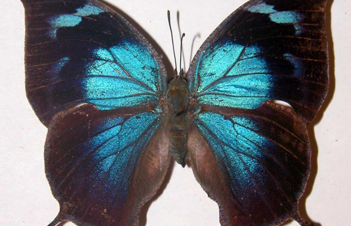 Figura 3. Adulto <i>Memphis forreri</i></i> (Nymphalidae). Vista dorsal, envergadura alar de 60 mm, hembra. Voucher: 00-SRNP-4465-DHJ33784.jpg.