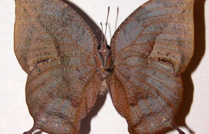 Figura 4. Adulto <i>Memphis forreri</i></i> (Nymphalidae). Vista ventral, envergadura alar de 60 mm, hembra. Voucher: 00-SRNP-4465-DHJ33785.jpg.