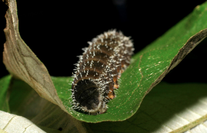 Figura 12. Larva <i>Memphis forreri</i></i> (Nymphalidae). Mancha negra en la última parte del abdomen, último estadío, mide 41mm. Foto 22 julio 1993. Voucher: 05-SRNP-63152-DHJ409022.jpg.
