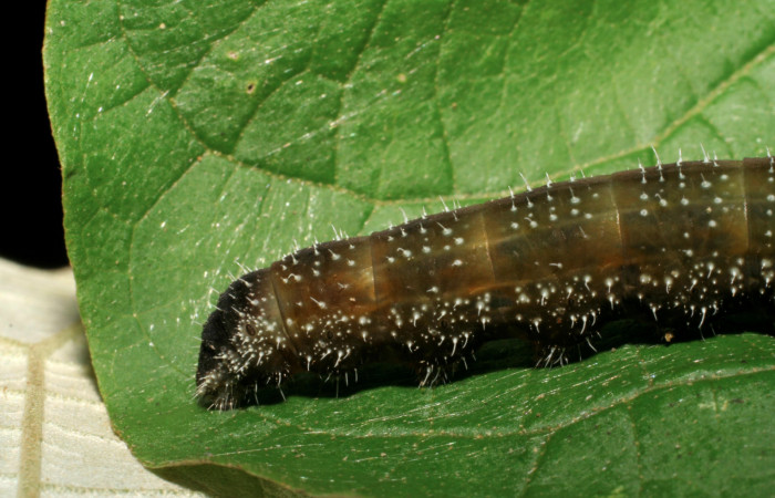 Figura 11. Larva <i>Memphis forreri</i></i> (Nymphalidae). Último estadío, mide 41mm. Foto 22 julio 1993. Voucher: 05-SRNP-63152-DHJ409023.jpg.