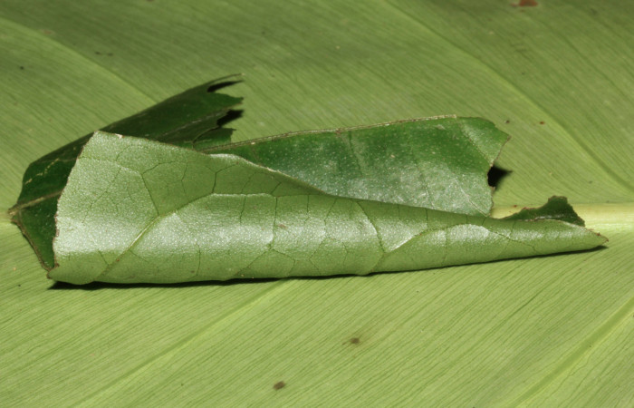 Figura 5. Vista del casita <i>Memphis forreri</i></i> (Nymphalidae), casita en forma de cono, mide 6mm. Voucher: 16-SRNP-31427-DHJ735314.jpg.