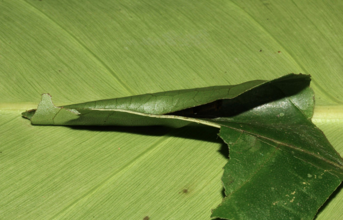 Figura 6. Vista del casita <i>Memphis forreri</i></i> (Nymphalidae), casita en forma de cono, mide 6mm. Voucher: 16-SRNP-31427-DHJ735315.jpg.