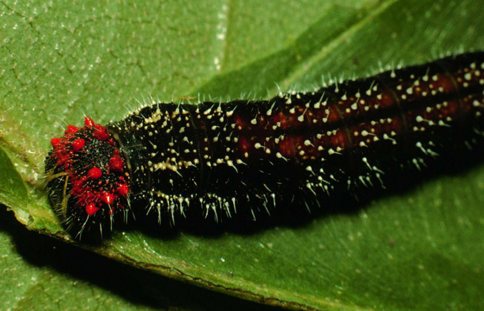 Figura 9. Larva <i>Memphis forreri</i></i> (Nymphalidae). Vista dorsal mostrando los puntos rojos en la cabeza, último estadío. Foto 22 julio 1993. Voucher: 93-SRNP-3524-DHJ26823.jpg.