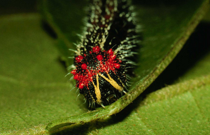 Figura 10. Larva <i>Memphis forreri</i></i> (Nymphalidae). Cabeza de frente. Foto 22 julio 1993. Voucher: 93-SRNP-3524-DHJ26824.jpg.