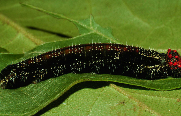 Figura 7. Larva <i>Memphis forreri</i></i> (Nymphalidae). Vista lateral, último estadío. Foto 22 julio 1993. Voucher: 93-SRNP-3524-DHJ26825.jpg.