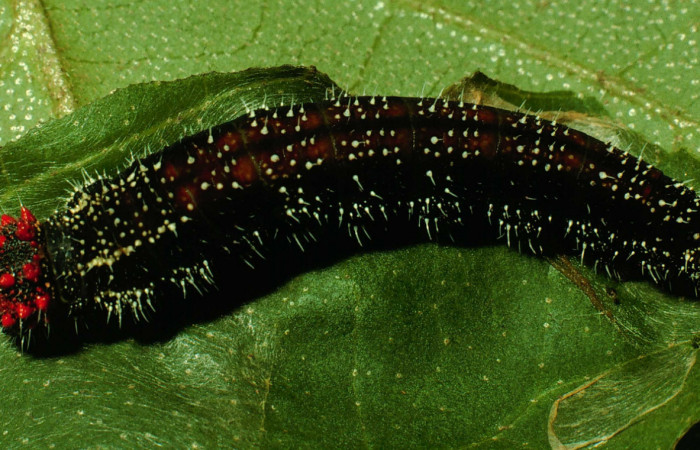 Figura 8. Larva <i>Memphis forreri</i></i> (Nymphalidae). Vista dorsal, último estadío. Foto 22 julio 1993. Voucher: 93-SRNP-3524-DHJ26826.jpg.