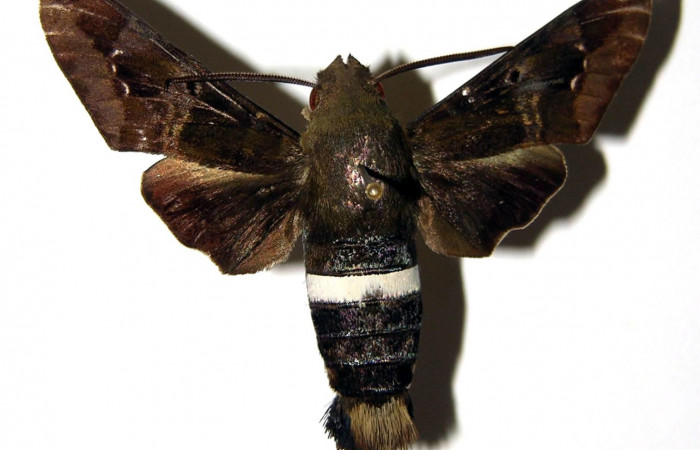 Fig. 03. Macho de <i>Aellopos clavipes</i></i> (Sphingidae), 45mm de envergadura. Vista dorsal. Voucher: 98-SRNP-13760-DHJ95634.jpg.