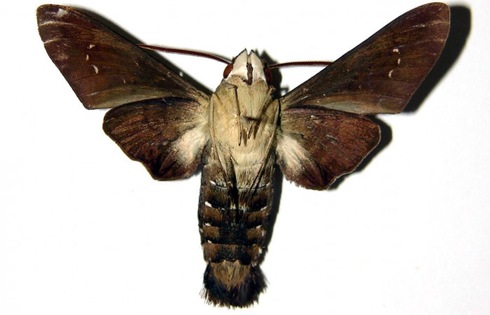 Fig. 04. Macho de <i>Aellopos clavipes</i></i> (Sphingidae), 45mm de envergadura. Vista ventral. Voucher: 98-SRNP-13760-DHJ95635.jpg.