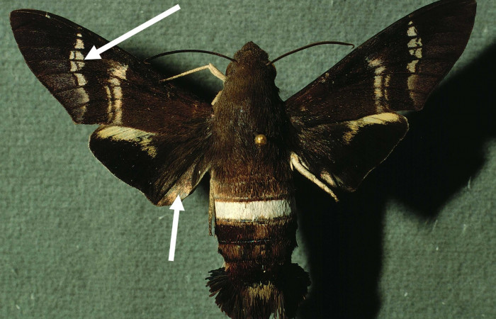 Fig.05. Adulto de <i>Aellopos fadus</i></i> (Sphingidae), vista dorsal, 60mm de envergadura. Voucher: INBIOCRI001935966-DHJ38579.jpg