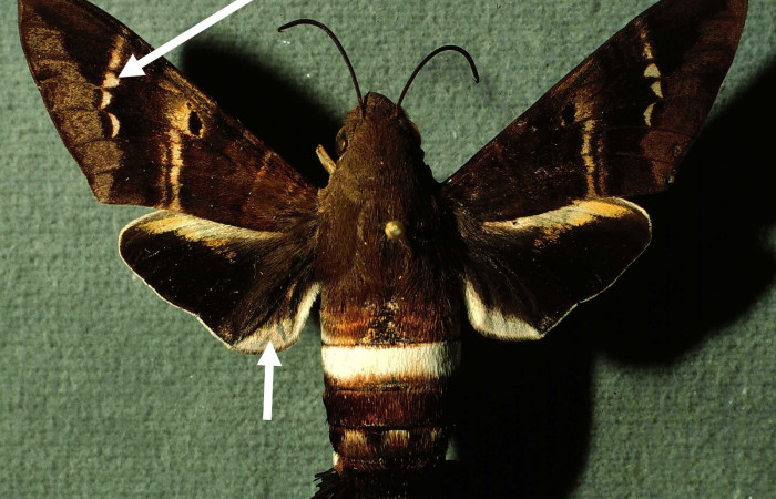 Fig.06. Adulto de <i>Aellopos titan</i></i>  (Sphingidae), vista dorsal, 57mm de envergadura. Voucher: INBIOCRI002793921-DHJ38580.jpg