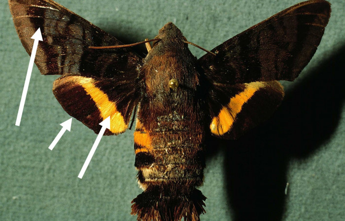 Fig.07. Adulto de <i>Aellopos titan</i></i>  (Sphingidae), vista dorsal, 47mm de envergadura. Voucher: INBIOCRI002795658-DHJ38577.jpg.