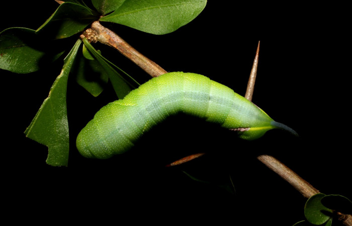 Fig.09. Larva de <i>Aellopos clavipes</i></i>  (Sphingidae), último estadío, 43mm de longitud, vista dorsal. Voucher: 12-SRNP-12002-DHJ497842.JPG.