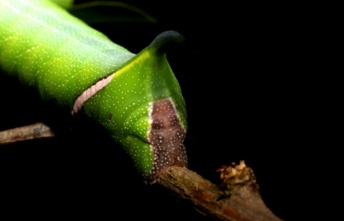 Fig.10. Larva de <i>Aellopos clavipes</i></i>  (Sphingidae), último estadío, 43mm de longitud, vista por atrás. Voucher: 12-SRNP-12002-DHJ497852.JPG.