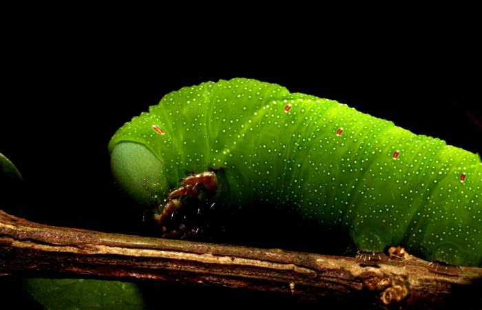 Fig.11. Larva de <i>Aellopos clavipes</i></i>  (Sphingidae), último estadío, 43mm de longitud, vista lateral del torax. Voucher: 12-SRNP-12002-DHJ497854.JPG.