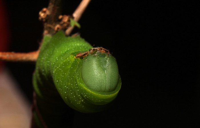 Fig.12. Larva de <i>Aellopos clavipes</i></i>  (Sphingidae), último estadío, 43mm de longitud, vista frontal de la cabeza. Voucher: 12-SRNP-12002-DHJ497866.JPG.