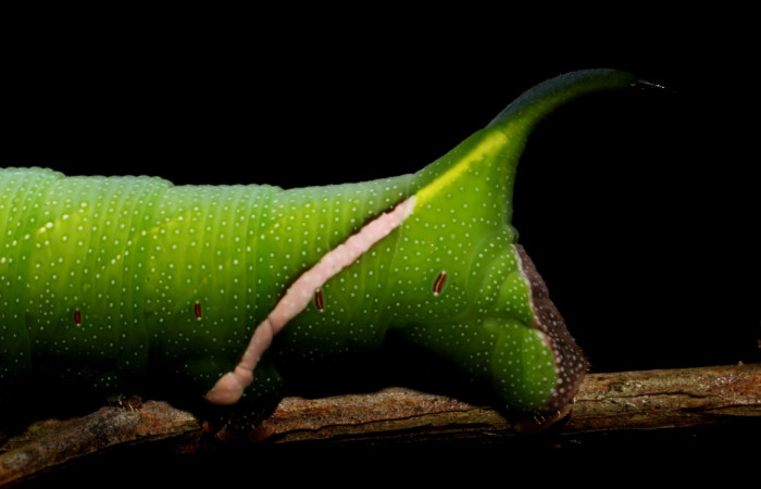 Fig.13. Larva de <i>Aellopos clavipes</i></i>  (Sphingidae), último estadío, 43mm de longitud, vista lateral atrás. Voucher: 12-SRNP-12002-DHJ497850.JPG