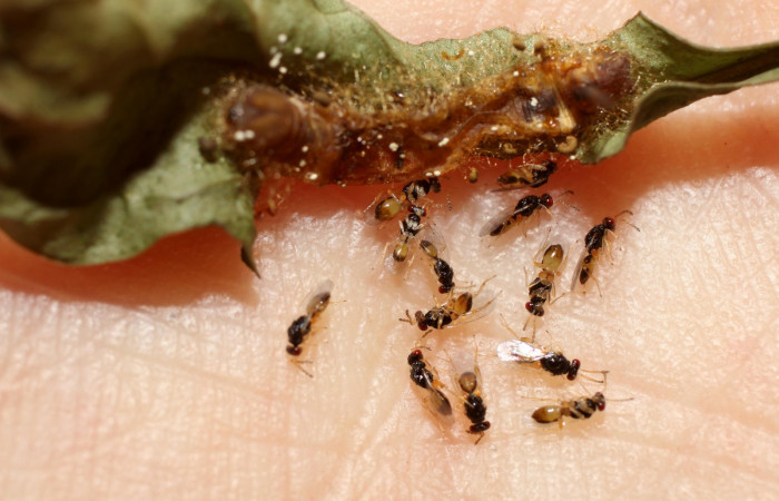 Fig.14. Avispas Eulophidae <i>Euplectrus paulheberti</i></i>  (Chalcidoidea) luego de eclosionadas. Parásitas de <i>Aellopos clavipes</i></i>  (Sphingidae). Voucher: 13-SRNP-10107-DHJ499049.jpg.