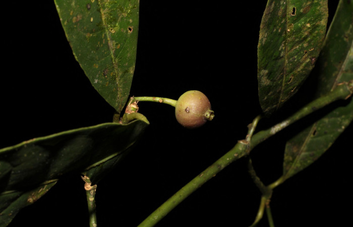 Fig. 11 Fruto de <i>Faramea occidentalis</i></i> (Rubiaceae) Rio Chon Sector Del Oro; 05 de Noviembre 2019. Fotografía. Roster Moraga Medina.