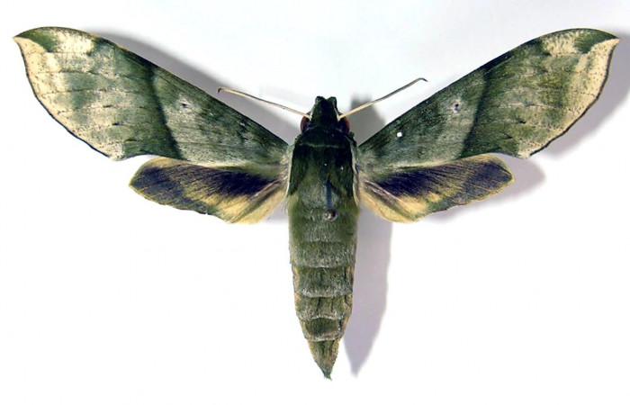 Fig. 1 Vista dorsal del macho <i>Xylophanes jocasta</i></i> (Sphingidae). (04-SRNP-22389-DHJ95112).