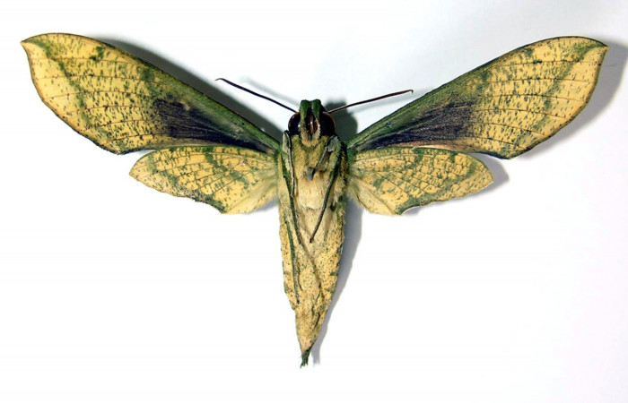 Fig. 2 Vista ventral del macho <i>Xylophanes jocasta</i></i> (Sphingidae). (04-SRNP-22389-DHJ95113).