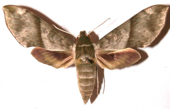 Fig. 3 Vista dorsal de la hembra <i>Xylophanes jocasta</i></i> (Sphingidae). (02-SRNP-15584-DHJ91388).