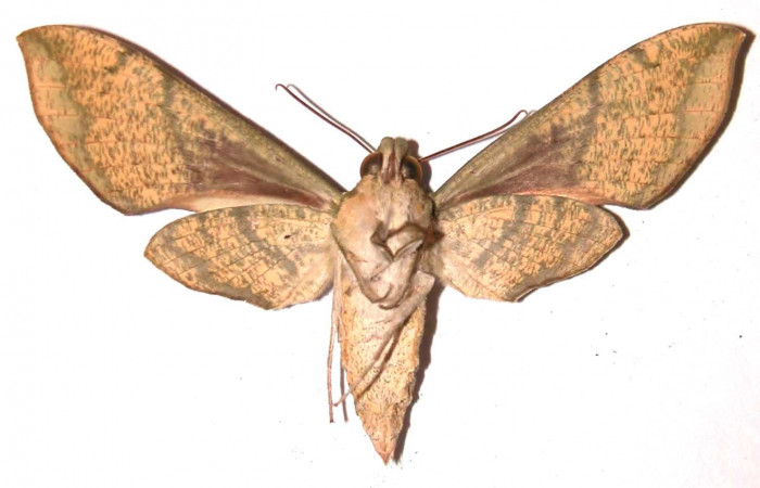 Fig. 4 Vista ventral de la hembra <i>Xylophanes jocasta</i></i> (Sphingidae). (02-SRNP-15584-DHJ91389).