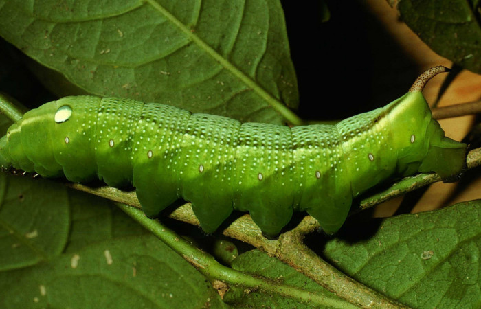 Fig. 7 Posición lateral de <i>Xylophanes jocasta</i></i> (Sphingidae). Sobre <i>Rudgea cornifolia</i></i> (Rubiaceae). (01-SRNP-2579-DHJ62796.jpg).