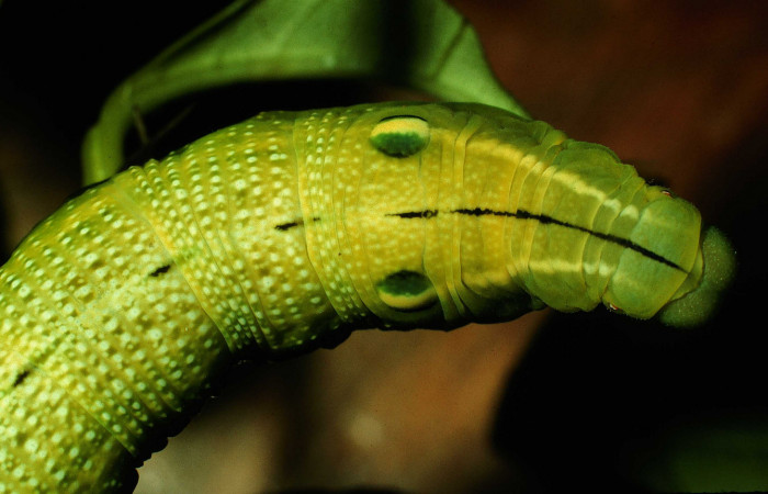 Fig. 8 Posición dorsal donde podemos apreciar los detalles de los ojos falsos de <i>Xylophanes jocasta</i></i> (Sphingidae). Último estadio sobre <i>Faramea occidentalis</i></i> (Rubiaceae). (97-SRNP-4541-DHJ42651.jpg).