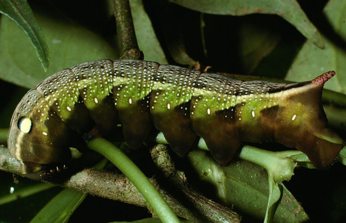Fig. 9 Posición lateral de <i>Xylophanes jocasta</i></i> (Sphingidae). Último estadio ya casi en prepupa; sobre <i>Rudgea cornifolia</i></i> (Rubiaceae). (03-SRNP-15009-DHJ76679.jpg).