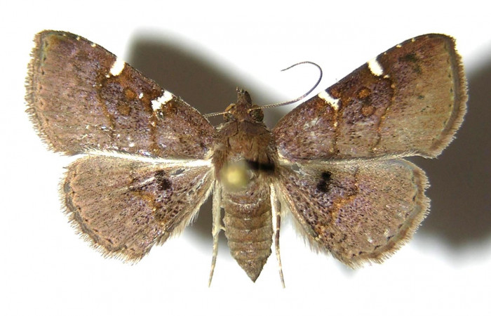 Fig.1 Adulto <i>Antiblemma concinnula</i></i>  parte dorsal hembra. Voucher:05-SRNP-4550-DHJ328668.jpg