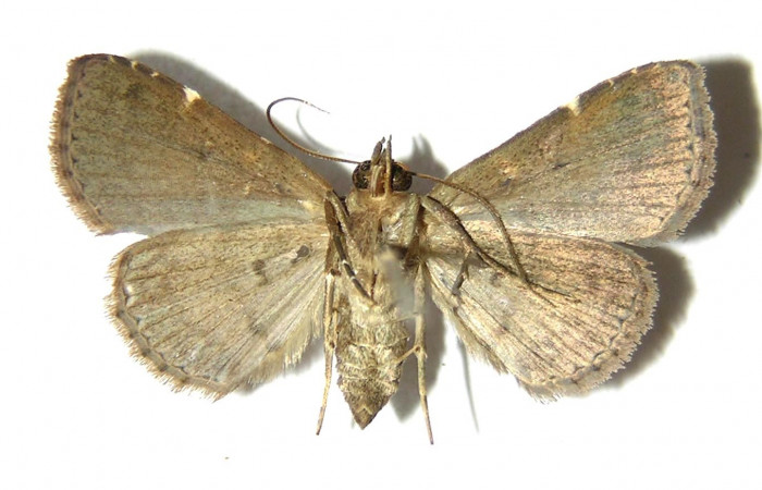  Fig. 2 Adulto <i>Antiblemma concinnula</i></i>  parte ventral. Hembra. Voucher: 05-SRNP-4550-DHJ328669.jpg